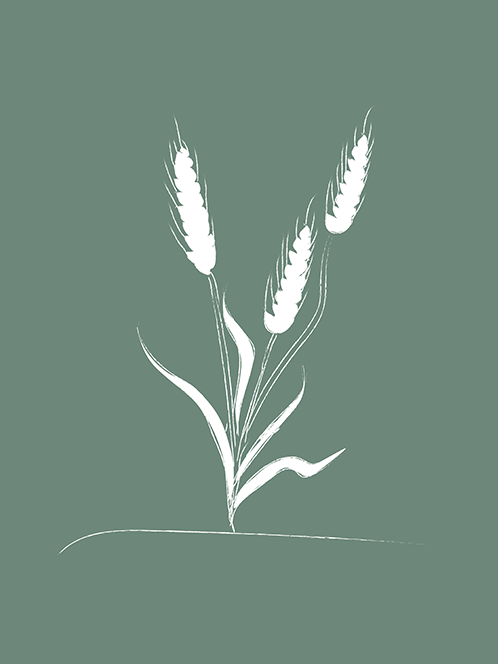 Blé - Cueillette - Charlotte Delarue