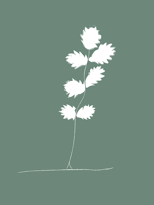 Feuille de Pimprenelle - Cueillette - Charlotte Delarue